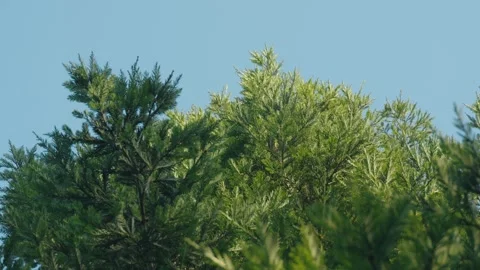 Looking straight up on a coastal redwood tree on a windy day Stock Footage 310683407
