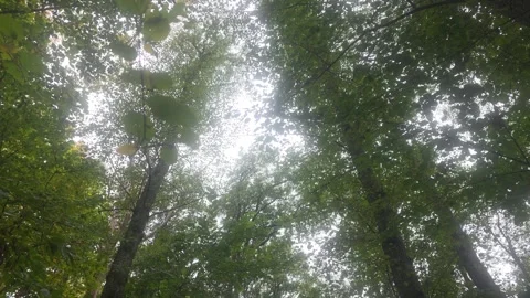 Looking Straight Up Into Dense Dark Green Forest Canopy Under Grey Sky Stockbeeldmateriaal 348063200