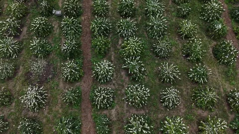 Looking straight down at blooming coffee trees from a drone… ☕🌸 스톡 동영상 342780941