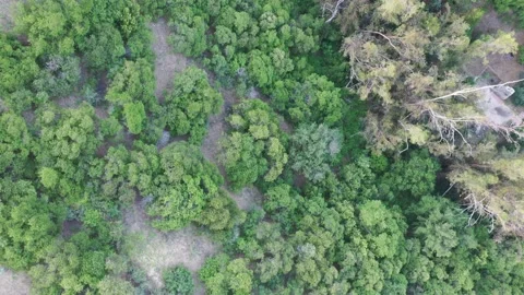 Looking Straight Down flying over trees and hillside in claremont  Vídeo Stock 150938288