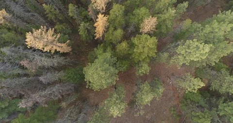 Looking straight down into a forest 動画素材 127384234