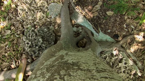 Looking straight down at a large python snake lurking at the base of a tree Stock Footage 124071623