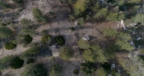 Looking straight down onto trees drone shot in angeles national forest Stock Footage 86904478