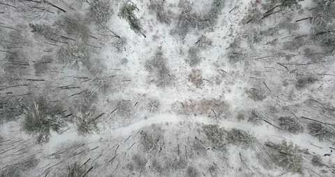 Looking straight down on trees in a forest just after a winter snowstorm Stock Footage 124831856