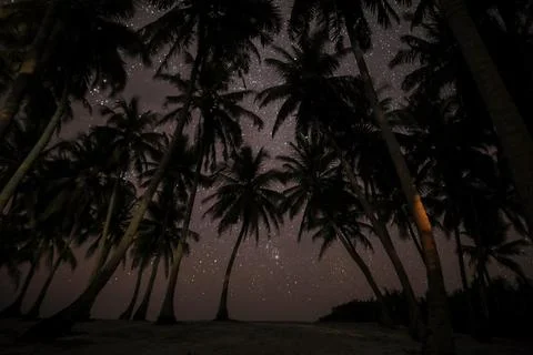Looking straight up at a dozen palm trees against a starry night sky. Stock Photos