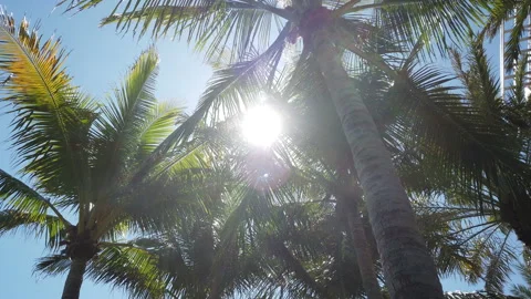 Looking straight up at palm trees with sun shining through tropical paradise Video stock 214187681