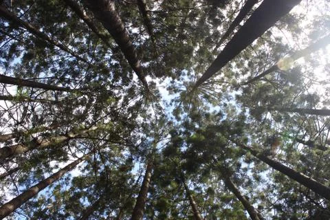 Looking straight up at tall pine trees on a sunny day Stock Photos