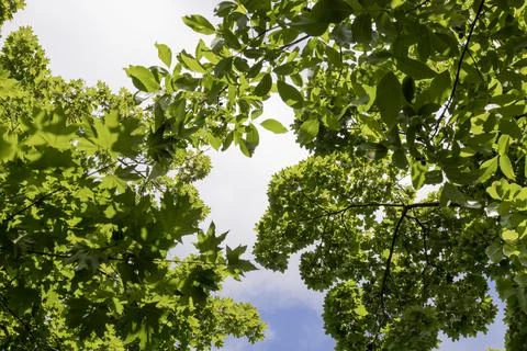 Looking straight up through dense green canopy of summer trees, low-angle p.. 库存照片