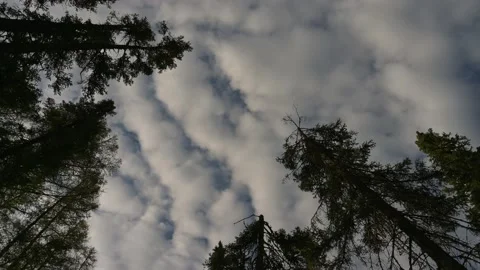 Looking straight up through evergreen trees at interesting clouds  Stock Footage 156332199