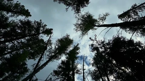 Looking straight up through a forest of tall, silhouetted trees Stock Footage 144137397