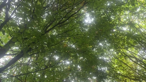 Looking Straight Up Through Green Forest Tree Branches And Canopy Stock Footage 348075149