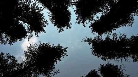 Looking straight up through silhouettes of tall pine trees at a light blue sky  Stock Footage 279097306