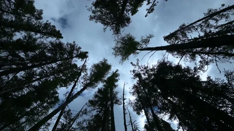 Looking straight up through tall, silhouetted spruce trees Stock Footage 141213272