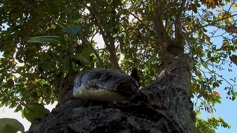 Looking straight up a tree at a python snake poking its head out from a Stock Footage 121581962