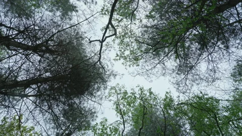 Looking straight up to tree tops of a forest canopy - smoothly rotating 01. 4K Stock Footage 153812510