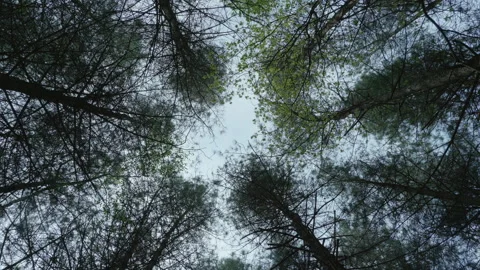 Looking straight up to tree tops of a forest canopy - smoothly rotating 02. 4K Stock Footage 153813445