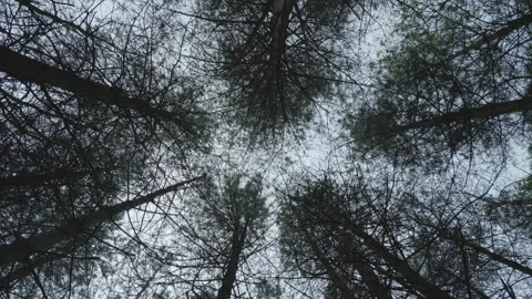 Looking straight up to tree tops of a forest canopy - smoothly rotating 03. 4K Stock Footage 153814929