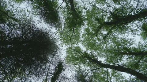 Looking straight up to tree tops of a forest canopy - smoothly rotating 05. 4K Stock Footage 153817362