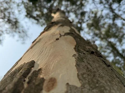 Looking up the striking Eucalyptus tree with smooth bark reveals the sky an.. Stock Photos