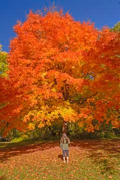 Looking at a Sugar Maple in Fall Colors Stockfoto's