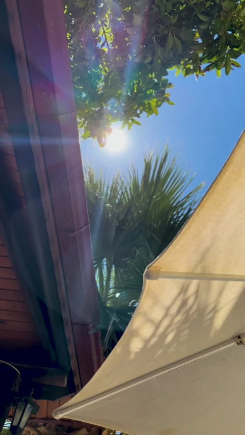 Looking at the sun and sky while passing through the tree branches Stock Footage 280798608