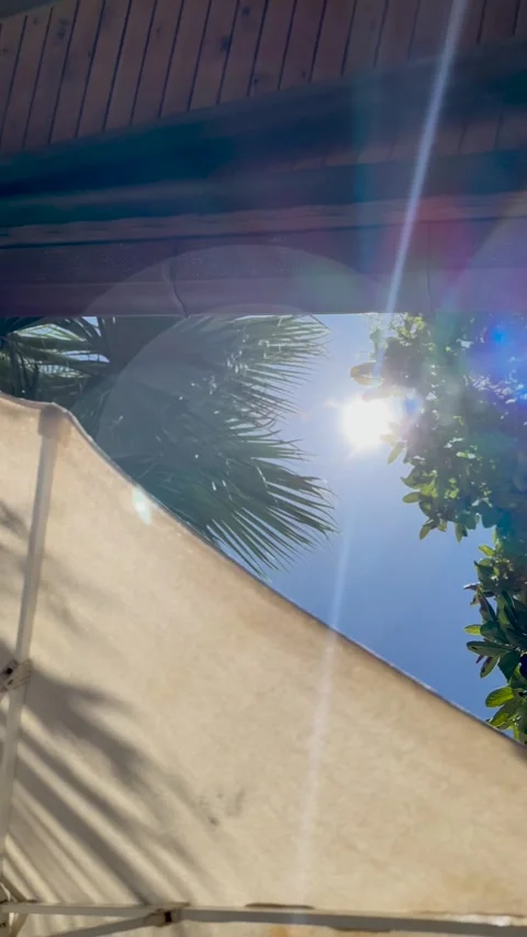 Looking at the sun and sky while passing through the tree branches Video stock 280801154