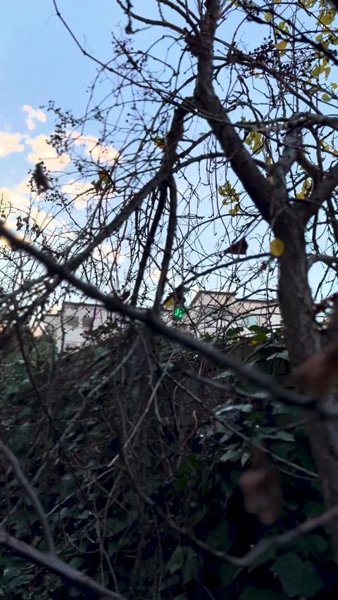 Looking at the sun and sky while passing through the tree branches Video stock 280801201