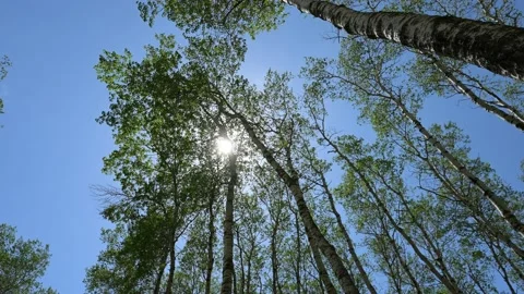 Looking up at the sun behind aspen trees swaying in a strong wind.  Stock Footage 171640008