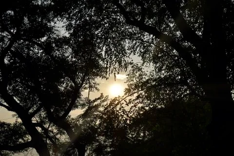 Looking at sun in dark through tree form below Stock Photos