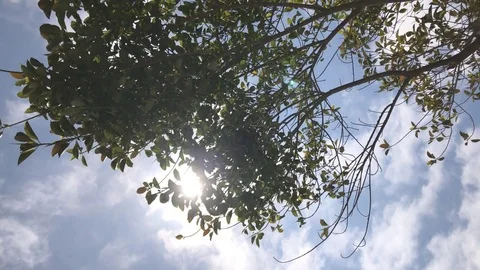 Looking To The Sun Stock Footage