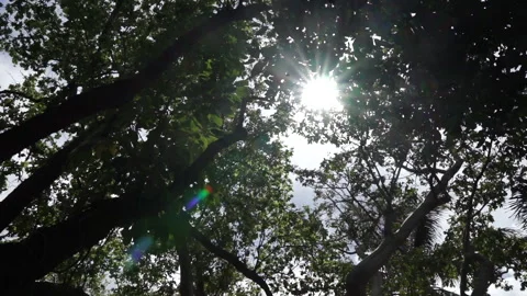 Looking up at the Sun Gleaming Through Various Tropical Trees Stock Footage 185100985