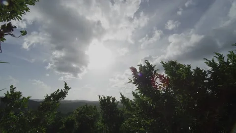 Looking up at sun from the Rainforest Canopy of Guatemala Maya Biosphere reserve Stock Footage 169693107