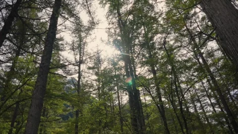 Looking up at sun rays through Kamikochi forest canopy 库存影片 344057601