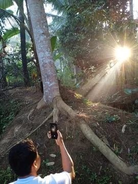 Looking for Sun Shine Foto stock