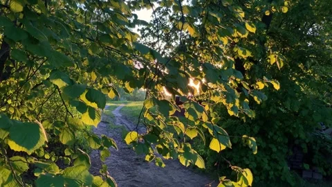 Looking up to sun shining through bright green tree leaves. Nature background Stock Footage 154460994