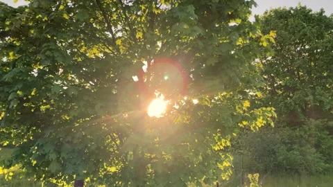 Looking up to sun shining through bright green tree leaves. Nature background 動画素材 154708646
