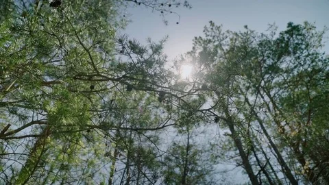Looking up at sun shining through evergreen trees needles Stock-Footage 75032216