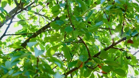 Looking up to sun shining through   green tree leaves Stock Footage 137464850