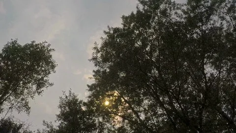 Looking up at the sun through cottonwood trees Stock Footage 93380321