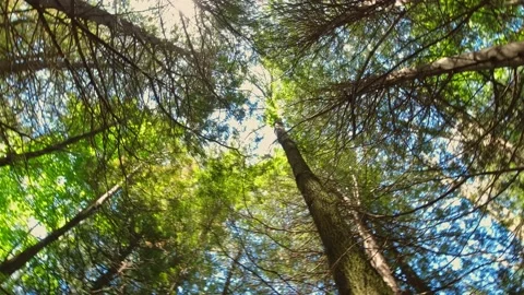 Looking up at the sun through green fresh foliage and trees in forest. Sun .. Stock Footage 223374935
