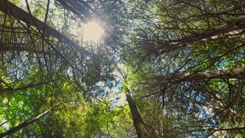 Looking up at the sun through green fresh foliage and trees in forest. Sun .. Vídeo Stock 223374947
