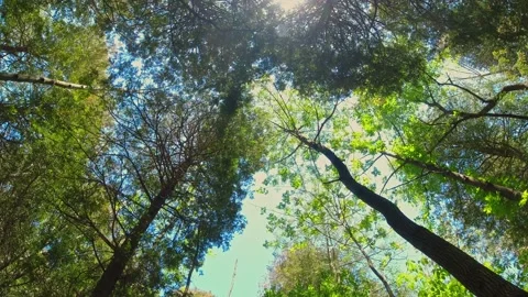 Looking up at the sun through green fresh foliage and trees in forest. Sun .. Stockbeeldmateriaal 223374962