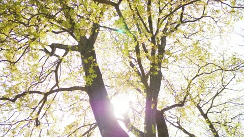 Looking at the sun through a green tree at park in a small town on sunny day Stock Footage 169856046