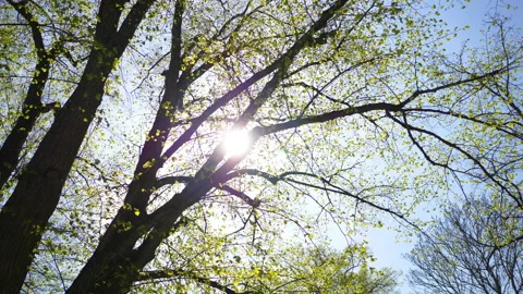 Looking at the sun through a green tree at park in a small town on sunny day Video stock 169903482