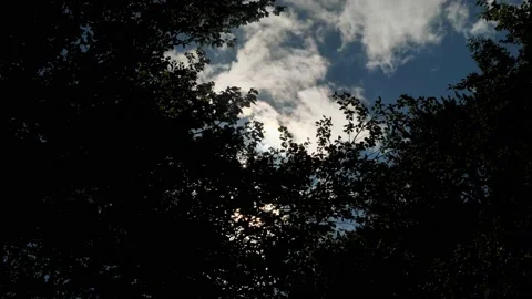 Looking at the sun through a green tree in forest Stock Footage 205922632