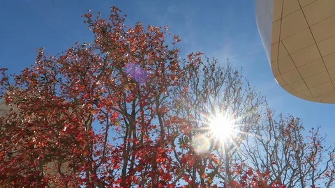 Looking up at the sun through a Maple tree Stock Footage 119073766