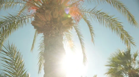 Looking up at the sun through a palm tree 動画素材 35091142