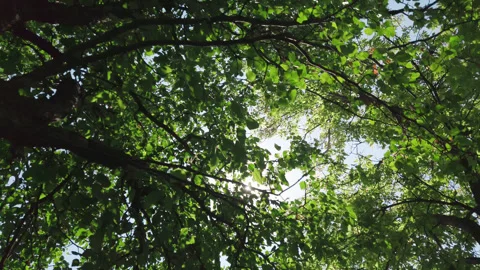 Looking up at sun through tree branches, moving point of view POV Stock Footage 248326066
