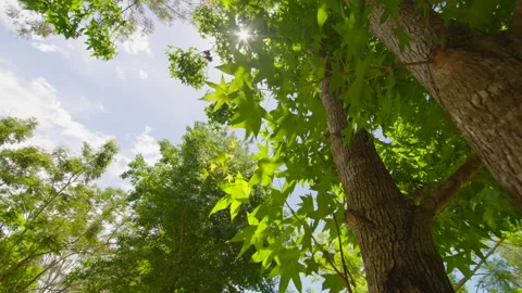 Looking up at the sun through the tree leaves Stock Footage 181417738