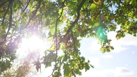 Looking at the sun through a tree in the park. Sun shines through leaves Video stock 221425711